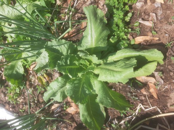 Identificação da planta Alface por foto