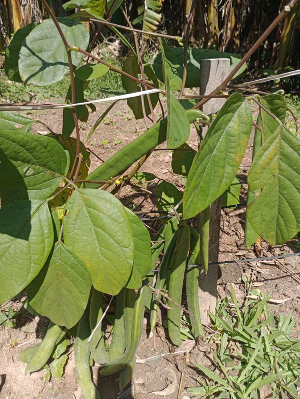 Identificação da planta Feijão-de-porco por foto