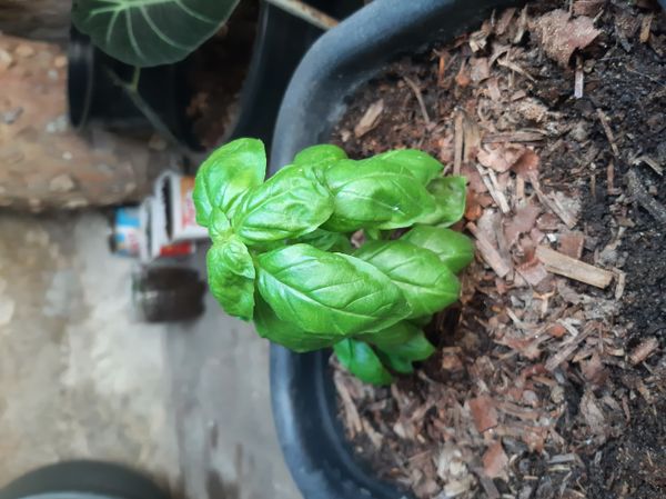 Identificação da planta Manjericão por foto