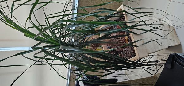 Identificação da planta Pata-de-elefante por foto