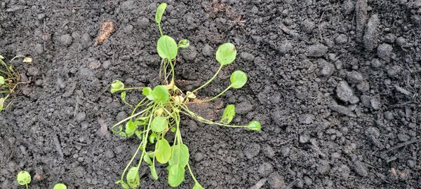 Identificação da planta Cochlearia groenlandica não possui um nome popular amplamente reconhecido no Brasil por foto