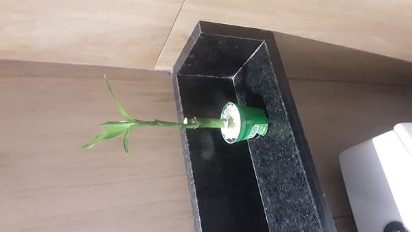 Identificação da planta Bambu da Sorte por foto