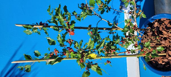 Identificação da planta Amora-preta por foto