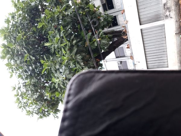 Identificação da planta Fruta-pão por foto