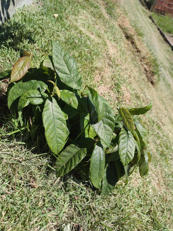 Identificação da planta Cacau por foto
