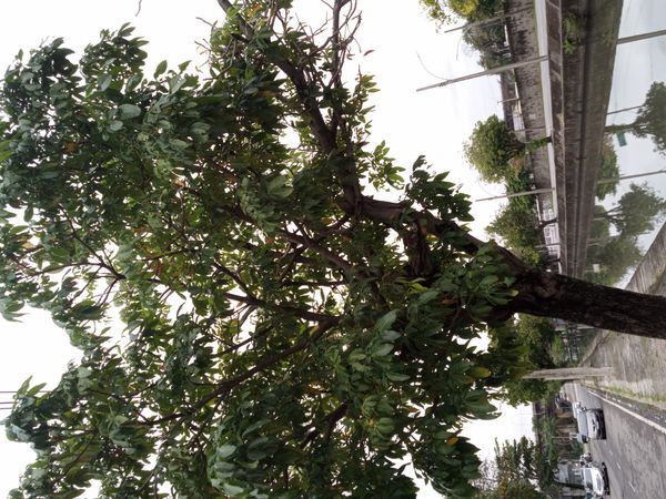 Identificação da planta Taperebá por foto