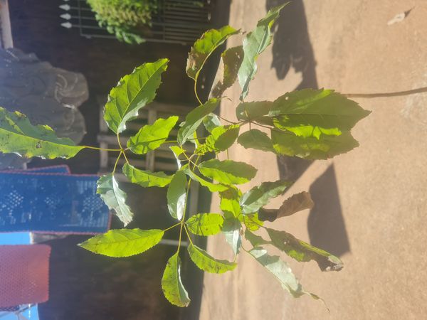 Identificação da planta Ipê-roxo por foto