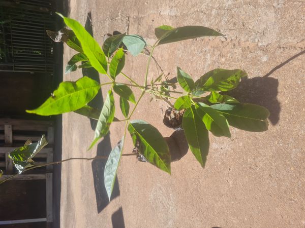 Identificação da planta Ipê Rosa por foto