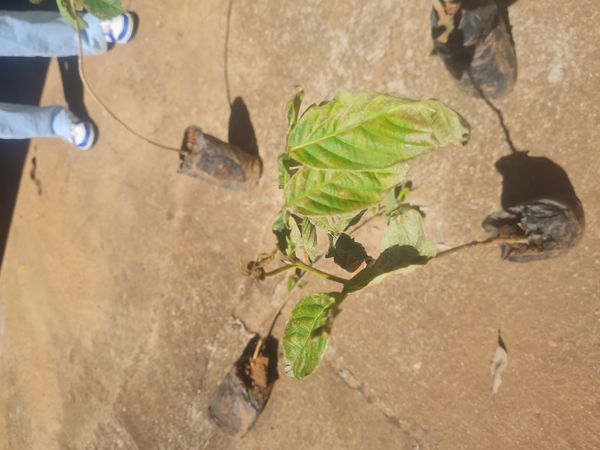 Identificação da planta Ingá-de-metro por foto
