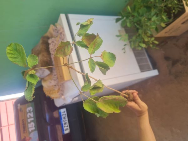 Identificação da planta Ipê-amarelo por foto