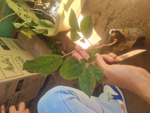 Identificação da planta Ipê-amarelo por foto