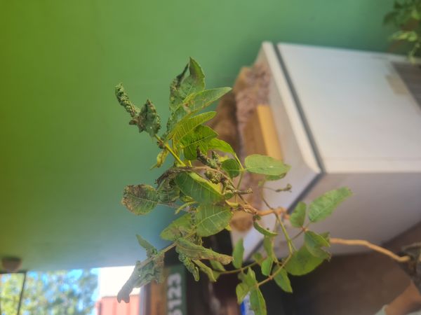 Identificação da planta Pistache por foto