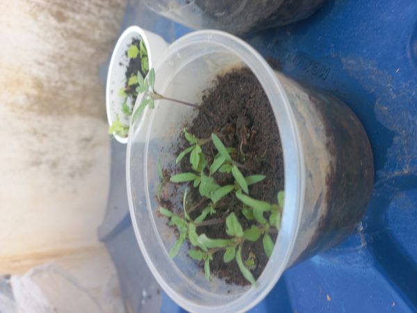 Identificação da planta Segurelha por foto