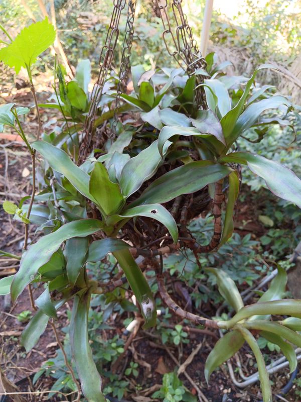 Identificação da planta Planta de cesta por foto