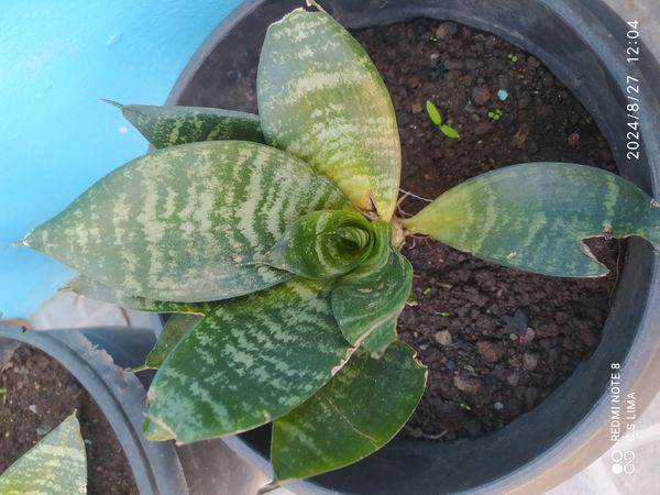 Identificação da planta Espada de São Jorge por foto