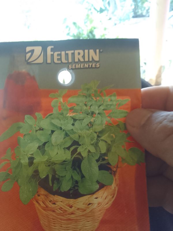 Identificação da planta Hortelã-pimenta por foto