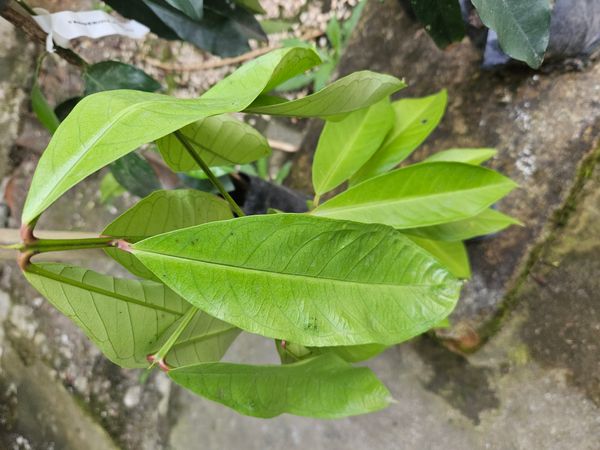 Identificação da planta Jambo por foto
