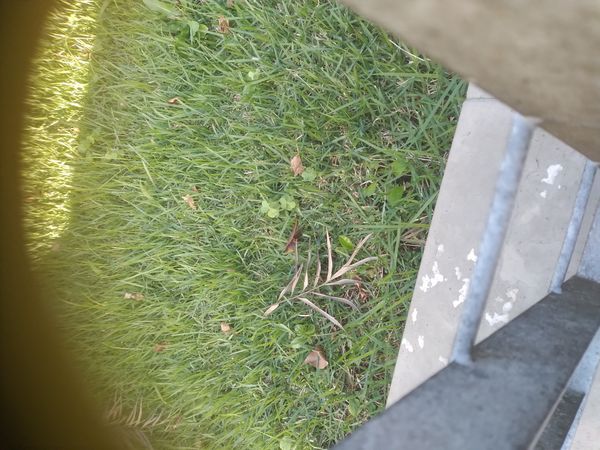 Identificação da planta Grama-bermuda por foto
