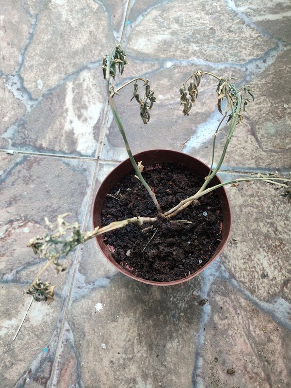 Identificação da planta Gerânio-suculento por foto