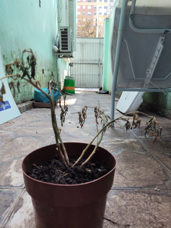 Identificação da planta Arruda por foto