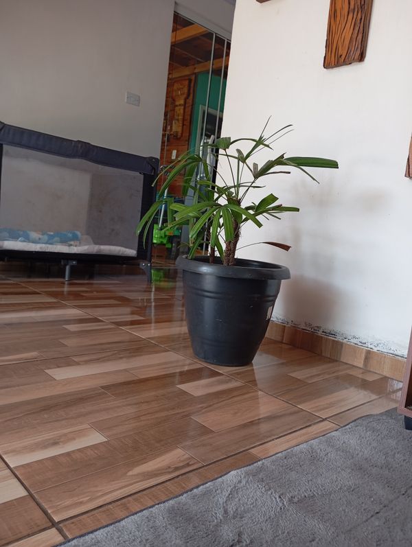 Identificação da planta Palmeira-ráfis por foto