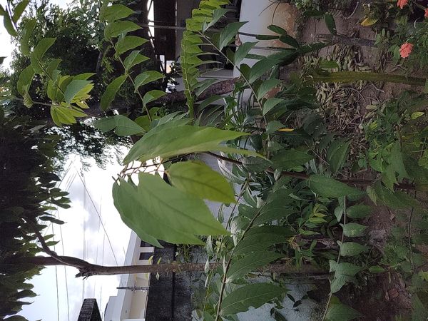 Identificação da planta Mutamba por foto