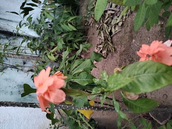 Identificação da planta Afelandra por foto