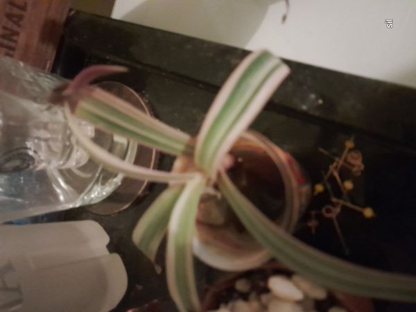 Identificação da planta Abacaxi-roxo por foto