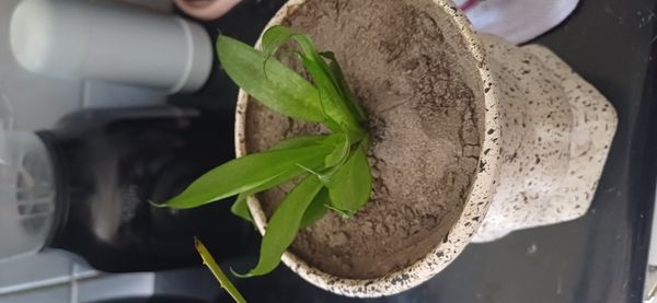 Identificação da planta Espada de são jorge por foto
