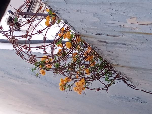 Identificação da planta Primavera por foto