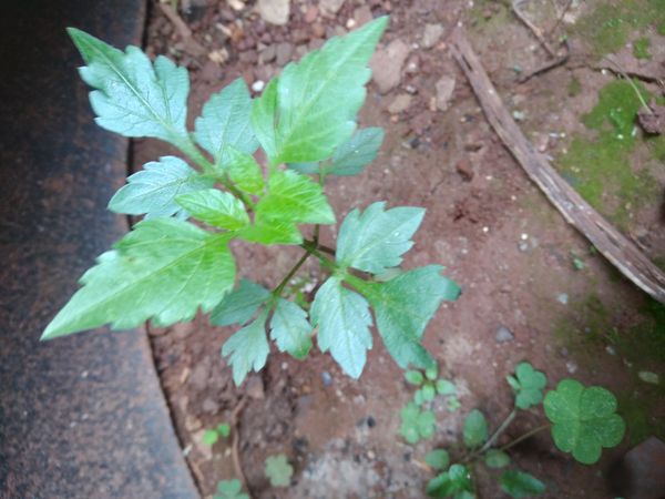Identificação da planta Picão-preto por foto