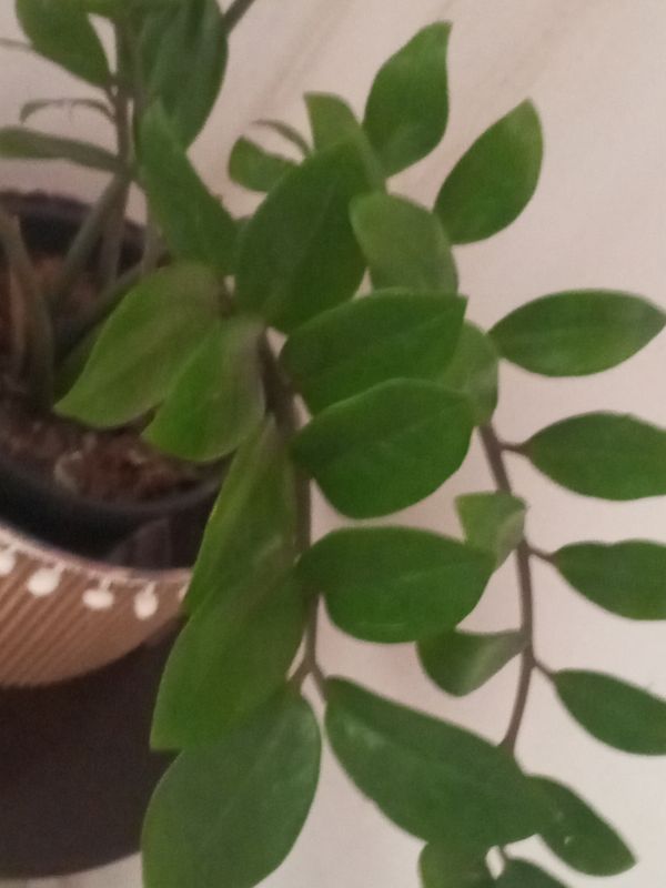 Identificação da planta Zamioculcas por foto