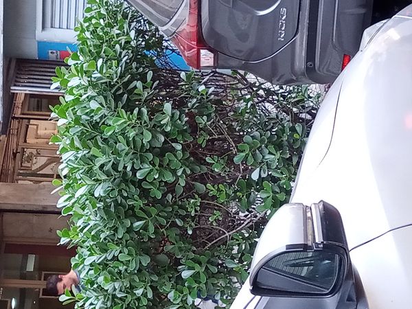 Identificação da planta Abaneiro por foto