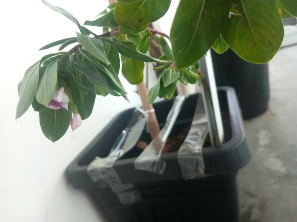Identificação da planta Vinca por foto