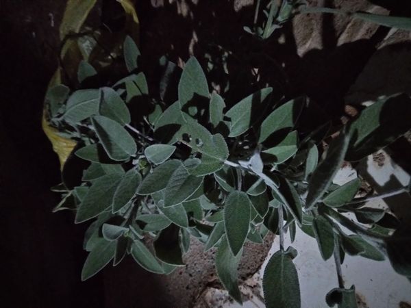Identificação da planta Sálvia-grega por foto
