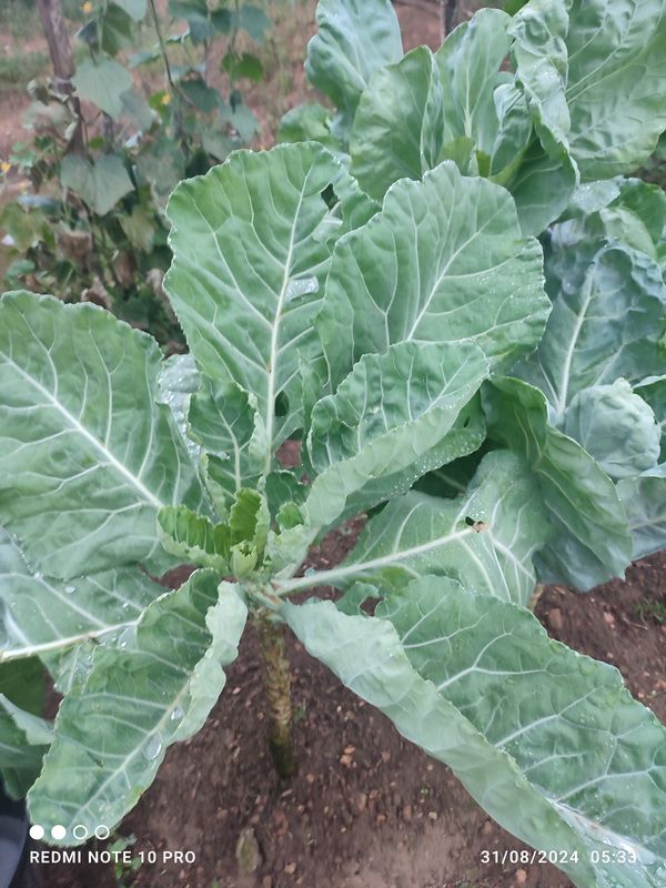 Identificação da planta Brócolis por foto