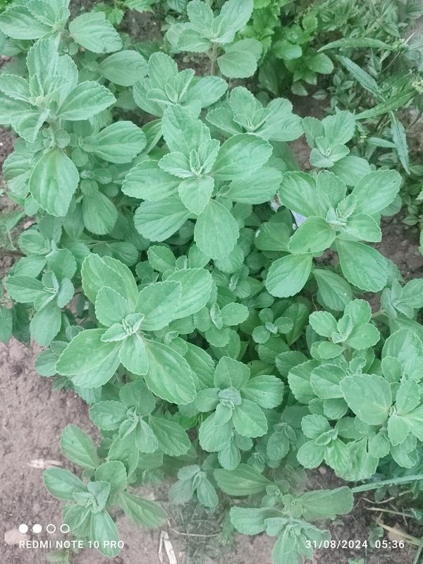 Identificação da planta Coração-roxo por foto