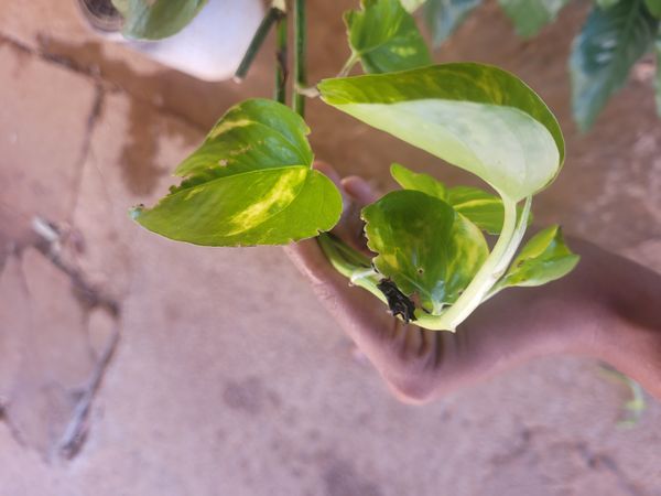 Identificação da planta Jiboia por foto