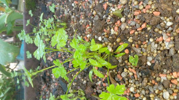 Identificação da planta Salsa por foto