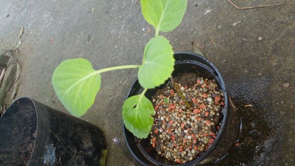 Identificação da planta Couve por foto