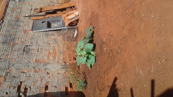 Identificação da planta Abóbora por foto