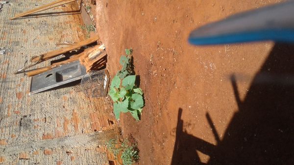 Identificação da planta Abóbora por foto