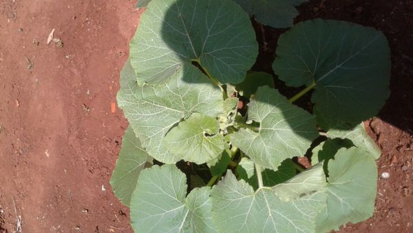 Identificação da planta Abóbora por foto