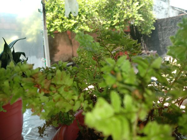 Identificação da planta Samambaia por foto