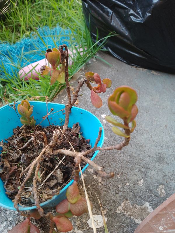 Identificação da planta Flor da fortuna por foto