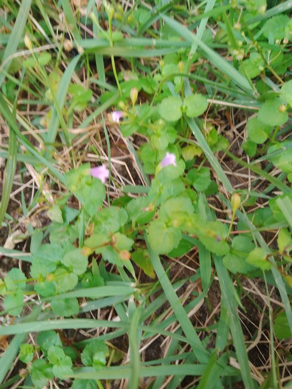 Identificação da planta Torenia por foto
