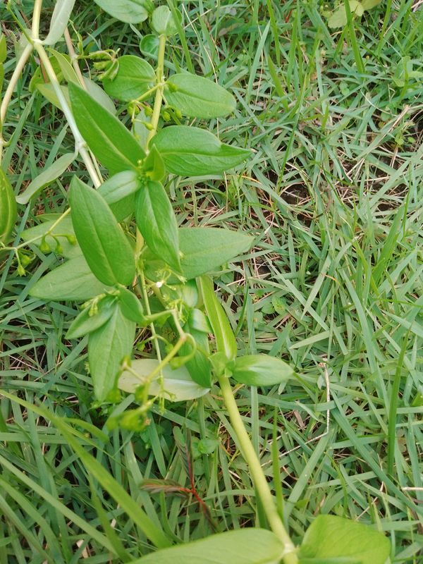 Identificação da planta Cipó-uva por foto