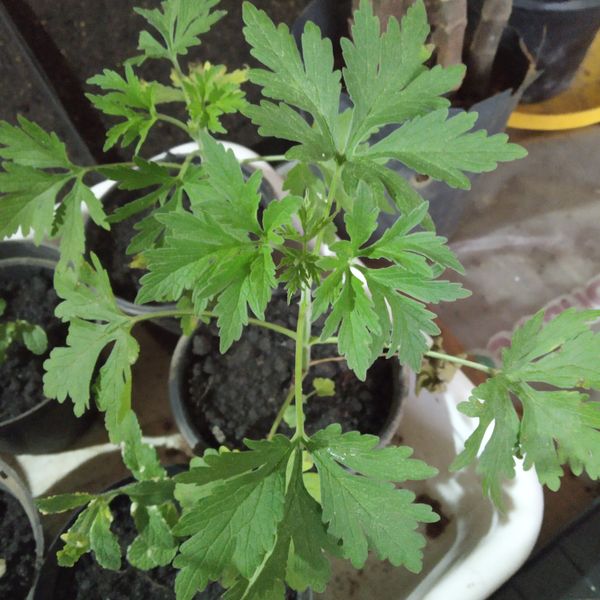 Identificação da planta Rubim por foto