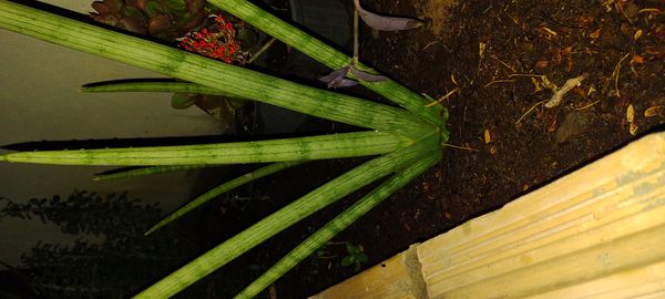 Identificação da planta Lança de São Jorge por foto