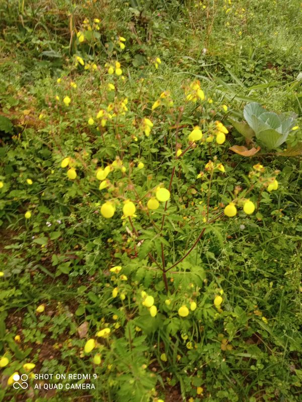 Identificação da planta Capachinho por foto